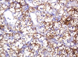 CA12 Monoclonal Antibody (OTI1A6), TrueMAB , OriGene 100 &mu;L; Unconjugated:Antibodies,