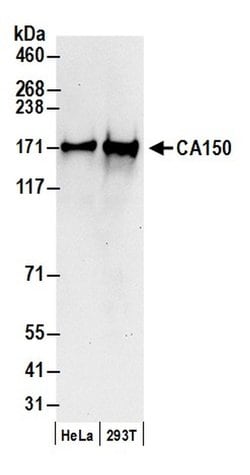 CA150 Polyclonal Antibody, Bethyl Laboratories 20 &mu;L; Unconjugated:Antibodies,