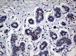 CA19-9 Mouse anti-Human, Clone: NS19-9, lyophilized, TrueMAB 100 &mu;g;