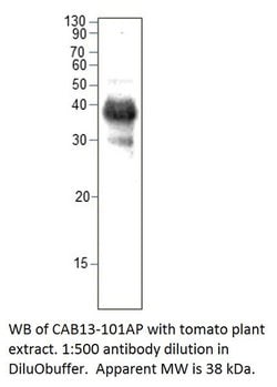 CAB13 Rabbit anti-Plant, Polyclonal, FabGennix 200 &mu;L; Unconjugated:Antibodies,