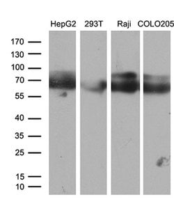 CACNB1 Monoclonal Antibody (OTI3H6), TrueMAB , OriGene:Antibodies:Primary