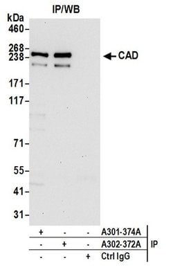 CAD Rabbit anti-Human, Mouse, Polyclonal, Bethyl Laboratories 100 &mu;L;