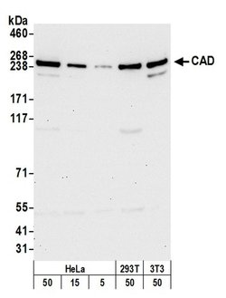 CAD Rabbit anti-Human, Mouse, Polyclonal, Bethyl Laboratories 100 &mu;L;