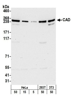 CAD Polyclonal Antibody, Bethyl Laboratories:Antibodies:Primary Antibodies