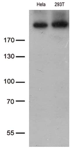 CAD Mouse anti-Human, Clone: OTI10A3, lyophilized, TrueMAB 100 &mu;g | Buy Online | OriGene | Fisher Scientific