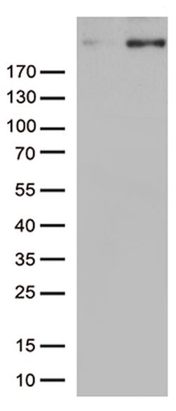 CAD Mouse anti-Human, Clone: OTI1A7, lyophilized, TrueMAB 100 &mu;g; Unconjugated:Antibodies,