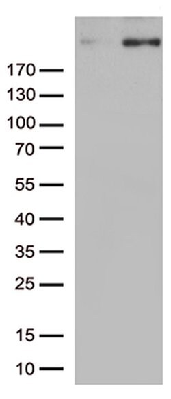 CAD Monoclonal Antibody (OTI1A7), TrueMAB , OriGene 100 &mu;L; Unconjugated:Antibodies,