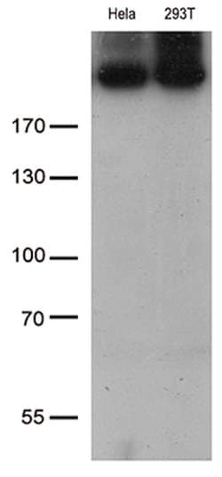 CAD Mouse anti-Human, Clone: OTI1A7, lyophilized, TrueMAB 100 &mu;g; Unconjugated:Antibodies,