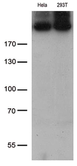 CAD Monoclonal Antibody (OTI1A7), TrueMAB , OriGene 100 &mu;L; Unconjugated:Antibodies,