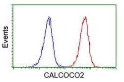 CALCOCO2 Mouse anti-Human, Clone: OTI4H5, liquid, TrueMAB 100 &mu;L; Unconjugated:Antibodies,