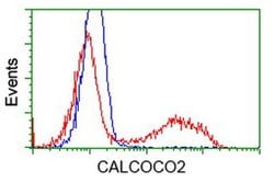 CALCOCO2 Monoclonal Antibody (OTI7A7), TrueMAB , OriGene 30 &mu;L; Unconjugated:Antibodies,