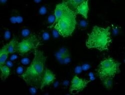 CALCOCO2 Mouse anti-Human, Clone: OTI4H5, liquid, TrueMAB 100 &mu;L; Unconjugated:Antibodies,
