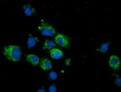 CALCOCO2 Mouse anti-Canine, Human, Rat, Clone: OTI2D11, lyophilized, TrueMAB