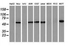 CALCOCO2 Mouse anti-Human, Clone: OTI4H5, liquid, TrueMAB 100 &mu;L; Unconjugated:Antibodies,