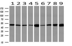 CALCOCO2 Mouse anti-Human, Clone: OTI4H5, liquid, TrueMAB 100 &mu;L; Unconjugated:Antibodies,