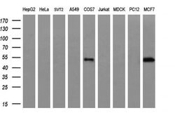 CALCOCO2 Monoclonal Antibody (OTI2C11), TrueMAB , OriGene 30 &mu;L; Unconjugated:Antibodies,