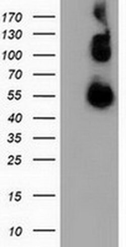 CALCOCO2 Monoclonal Antibody (OTI3F2), TrueMAB , OriGene 30 &mu;L | Buy Online | Origene Technologies | Fisher Scientific