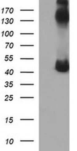 CALR3 Monoclonal Antibody (OTI1D1), TrueMAB , OriGene 100 &mu;L; Unconjugated:Antibodies,