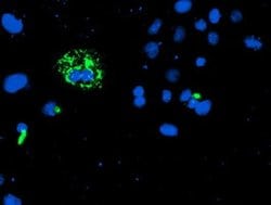 CAMLG Monoclonal Antibody (OTI1A3), TrueMAB , OriGene 100 &mu;L; Unconjugated:Antibodies,
