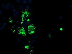CAMLG Monoclonal Antibody (OTI1H3), TrueMAB , OriGene 30 &mu;L; Unconjugated:Antibodies,