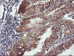 CAMLG Monoclonal Antibody (OTI1A3), TrueMAB , OriGene 100 &mu;L; Unconjugated:Antibodies,