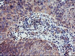 CAMLG Monoclonal Antibody (OTI1A3), TrueMAB , OriGene 100 &mu;L; Unconjugated:Antibodies,