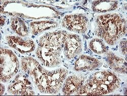 CAMLG Monoclonal Antibody (OTI1A3), TrueMAB , OriGene 100 &mu;L; Unconjugated:Antibodies,