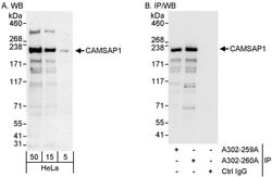 CAMSAP1 Rabbit anti-Human, Polyclonal, Bethyl Laboratories 100 &mu;L; Unconjugated:Antibodies,