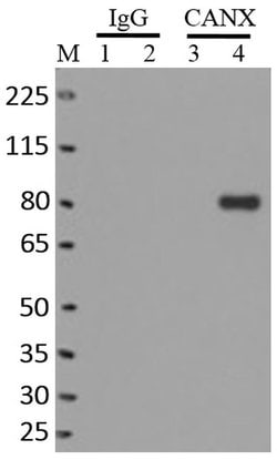 Calnexin Monoclonal Antibody (AF18), Invitrogen&trade;