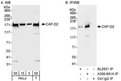 CAP-D2 Rabbit anti-Human, Polyclonal, Bethyl Laboratories 100 &mu;L; Unconjugated:Antibodies,