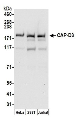 CAP-D3 Rabbit anti-Human, Polyclonal, Bethyl Laboratories 100 &mu;L; Unconjugated:Antibodies,