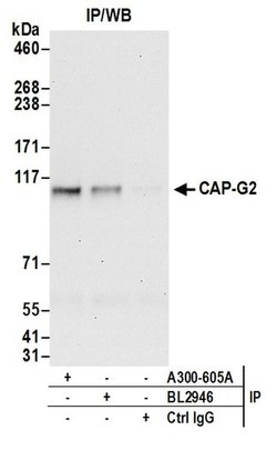 CAP-G2 Rabbit anti-Human, Polyclonal, Bethyl Laboratories 100 &mu;L; Unconjugated:Antibodies,