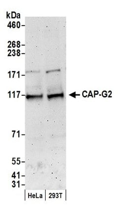 CAP-G2 Polyclonal Antibody, Bethyl Laboratories 20 &mu;l; Unlabeled:Antibodies,