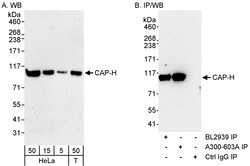 CAP-H Rabbit anti-Human, Polyclonal, Bethyl Laboratories 100 &mu;L; Unconjugated:Antibodies,