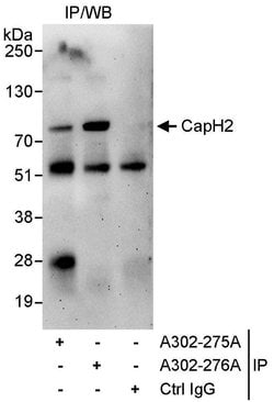CAP-H2 Rabbit anti-Human, Polyclonal, Bethyl Laboratories 10 &mu;L; Unconjugated:Antibodies,