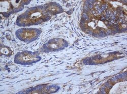 CAPN2 Mouse anti-Canine, Human, Clone: OTI3G1, liquid, TrueMAB 100 &mu;L;