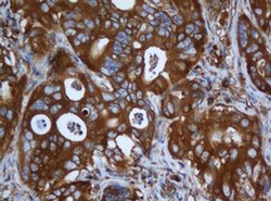 CAPN2 Mouse anti-Canine, Human, Clone: OTI3G1, liquid, TrueMAB 100 &mu;L;