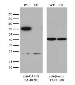CAPN2 Mouse anti-Canine, Human, Clone: OTI3G1, liquid, TrueMAB 100 &mu;L;