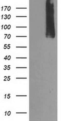 CAPN9 Monoclonal Antibody (OTI3G10), TrueMAB , OriGene 30 &mu;L; Unconjugated:Antibodies,