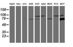 CAPN9 Monoclonal Antibody (OTI3G10), TrueMAB , OriGene:Antibodies:Primary