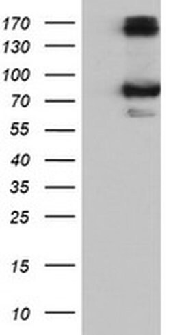 CAPN9 Monoclonal Antibody (OTI2G1), TrueMAB , OriGene 100 &mu;L; Unconjugated:Antibodies,