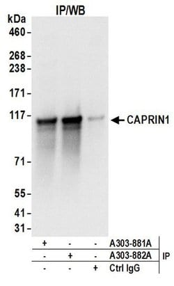 CAPRIN1 Rabbit anti-Human, Mouse, Polyclonal, Bethyl Laboratories 100 &mu;L;