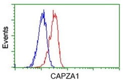 CAPZA1 Mouse anti-Human, Clone: OTI2G4, liquid, TrueMAB 100 &mu;L; Unconjugated:Antibodies,