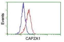 CAPZA1 Mouse anti-Canine, Human, Rat, Clone: OTI7C8, lyophilized, TrueMAB