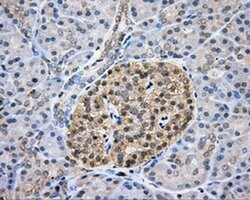 CAPZA1 Mouse anti-Human, Clone: OTI2G4, liquid, TrueMAB 100 &mu;L; Unconjugated:Antibodies,