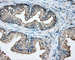 CAPZA1 Mouse anti-Human, Clone: OTI2G4, liquid, TrueMAB 100 &mu;L; Unconjugated:Antibodies,