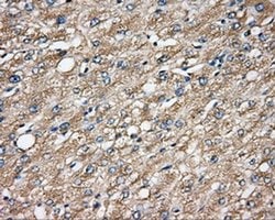 CAPZA1 Mouse anti-Human, Clone: OTI2G4, liquid, TrueMAB 100 &mu;L; Unconjugated:Antibodies,