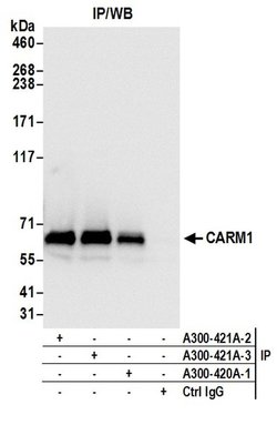 CARM1 Rabbit anti-Human, Mouse, Polyclonal, Bethyl Laboratories 100 &mu;L;
