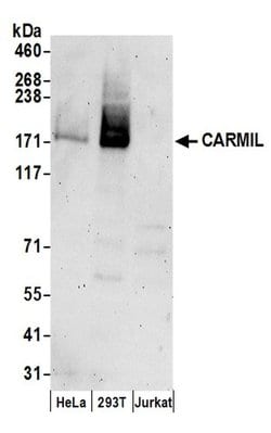 CARMIL Rabbit anti-Human, Polyclonal, Bethyl Laboratories 100 &mu;L; Unconjugated:Antibodies,