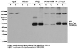 Cas9 Monoclonal Antibody (OTI1C8), TrueMAB , OriGene 100 &mu;L; Unconjugated:Antibodies,